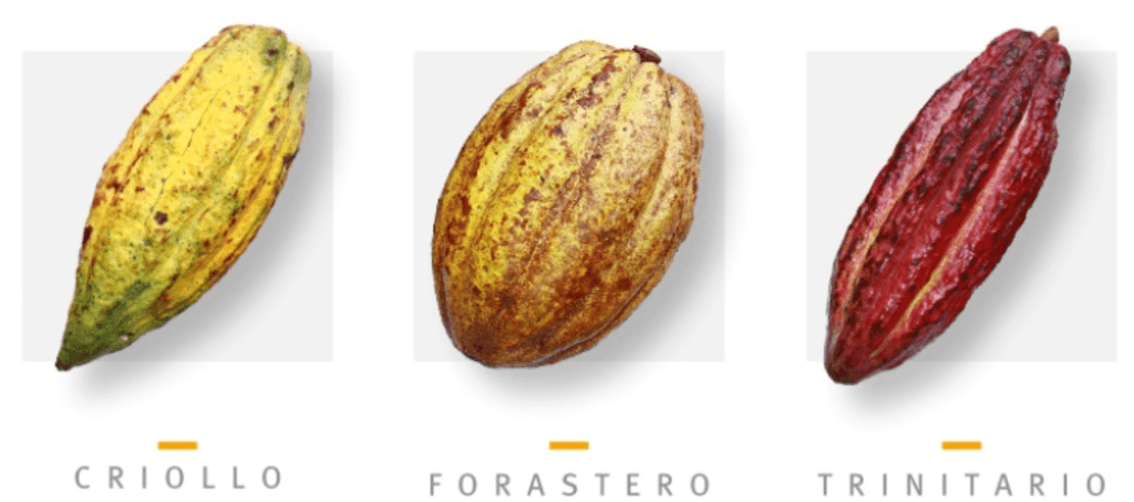 Types de cacao 
