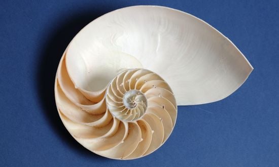 Fibonacci
