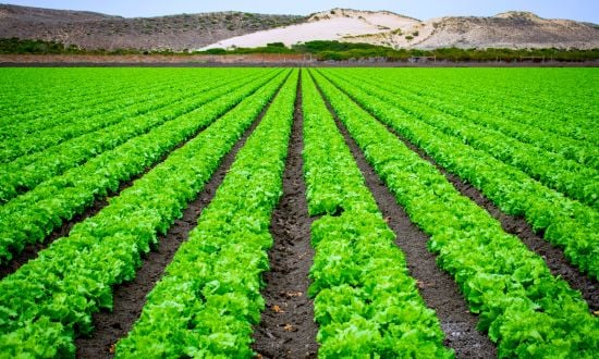 Investir dans l'agriculture