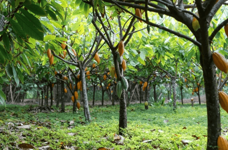 Investir dans le cacao